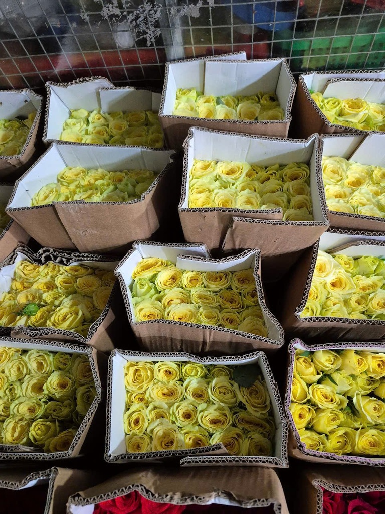 Hoa hồng Đà Lạt