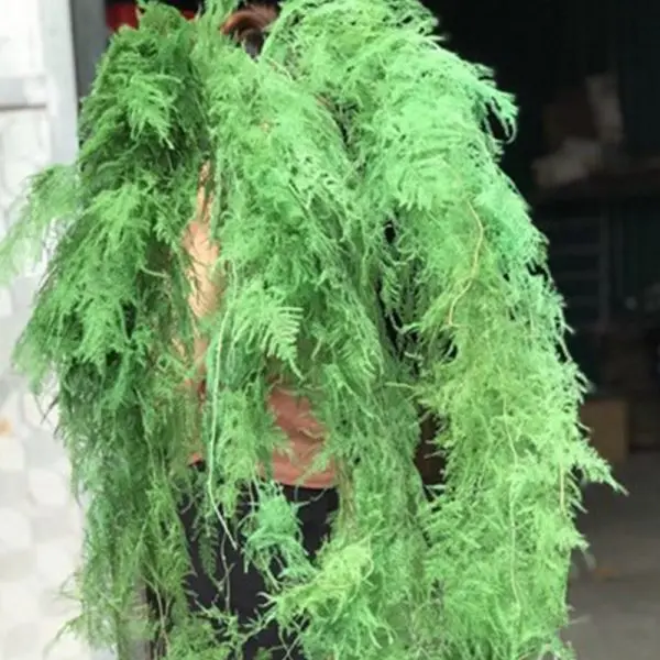 Lá kim thủy tùng 