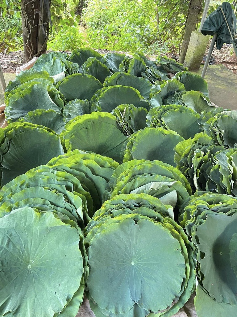 Lá sen tròn lớn