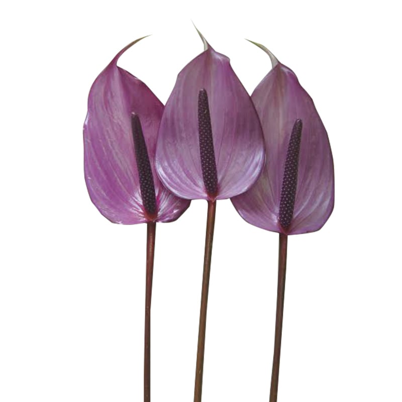 Hồng môn - Tím (10 bông)
