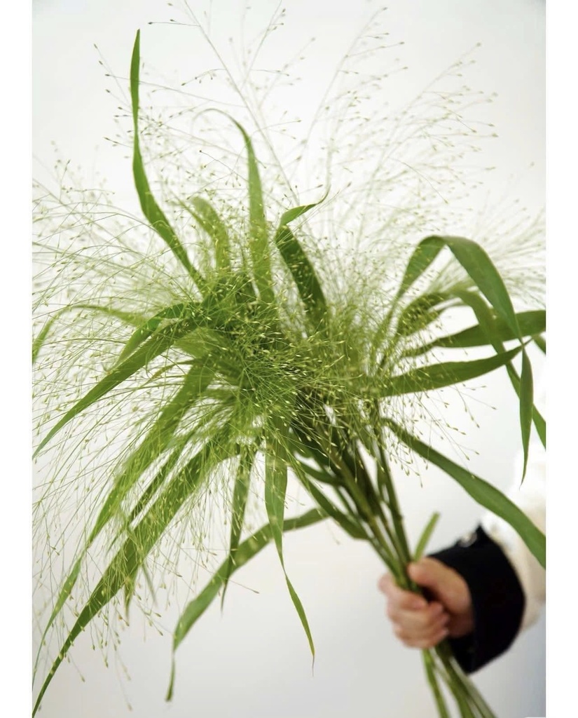 Cỏ suối