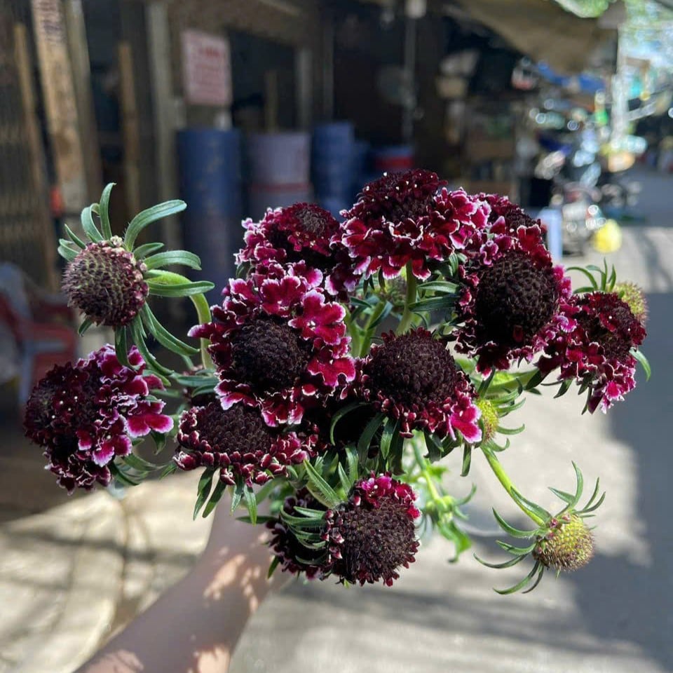 Scabiosa đỏ (8-10 cành/bó)