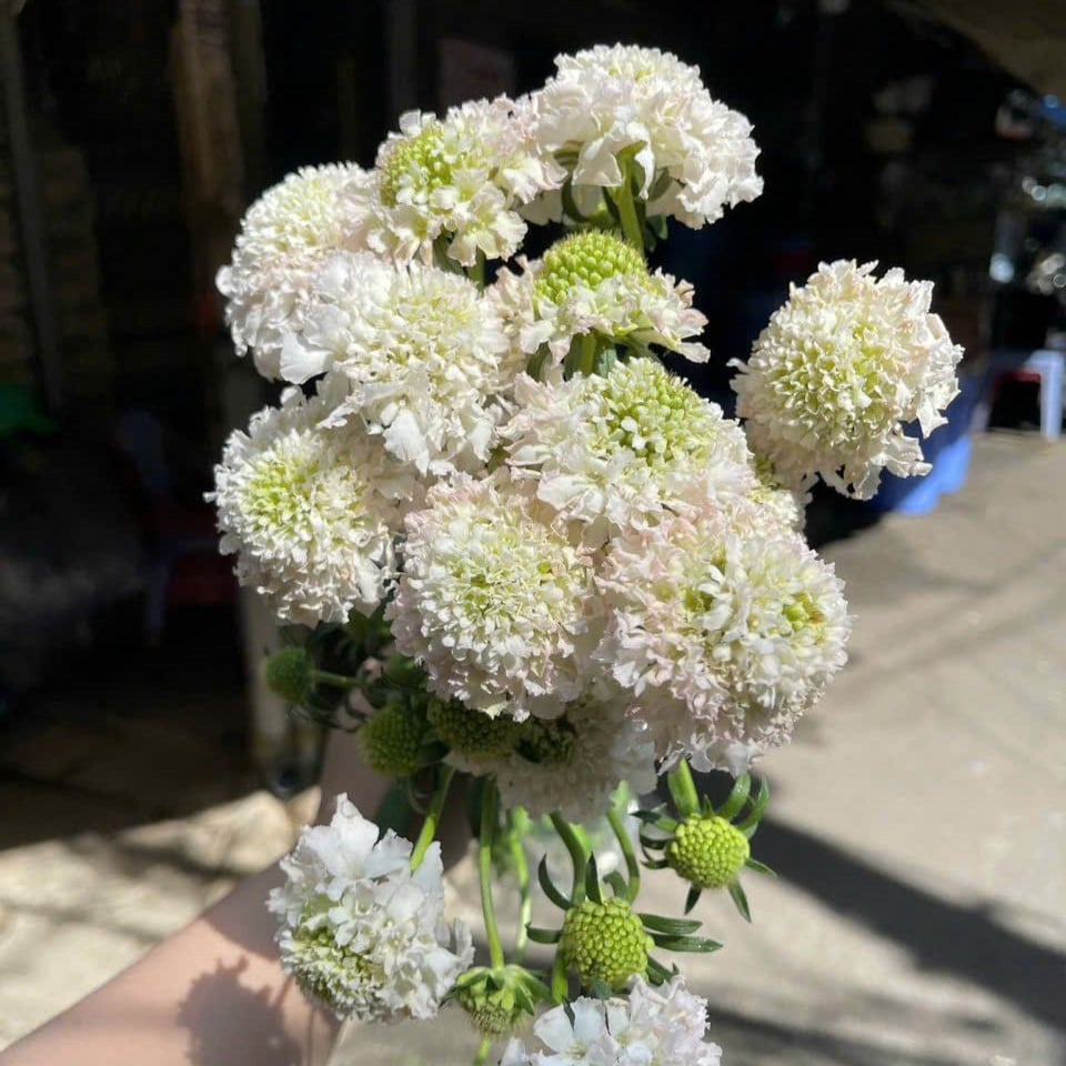 Scabiosa trắng (8-10 cành/bó)