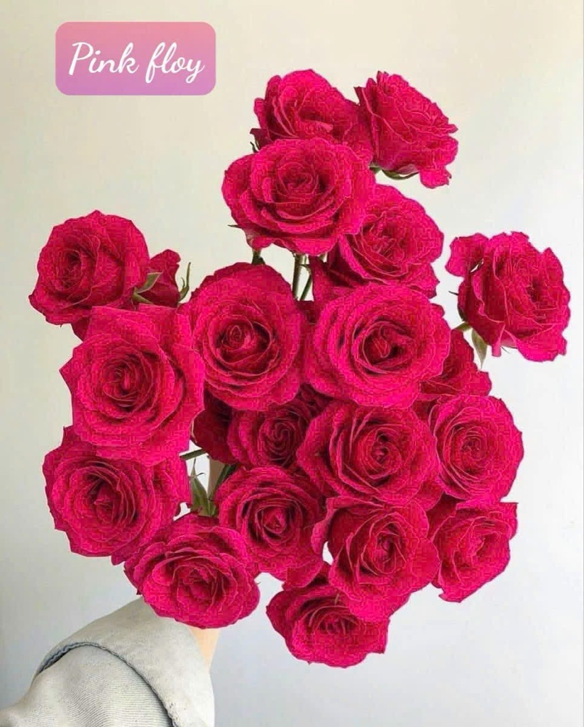 Hoa hồng Pink Loy (50 bông/bó)