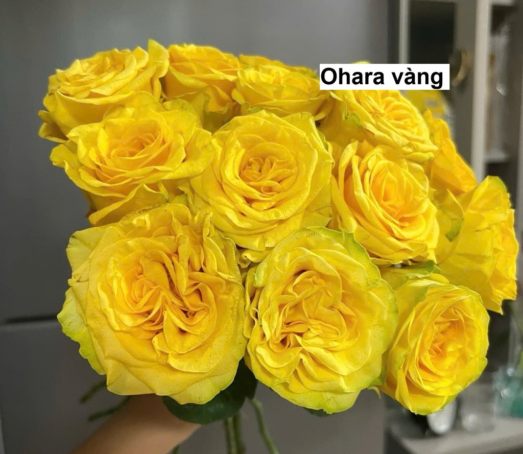 Hoa hồng Ohara Vàng (50 bông/bó)