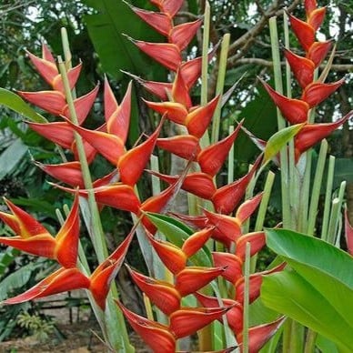 Hoa chuối én đỏ (cành)