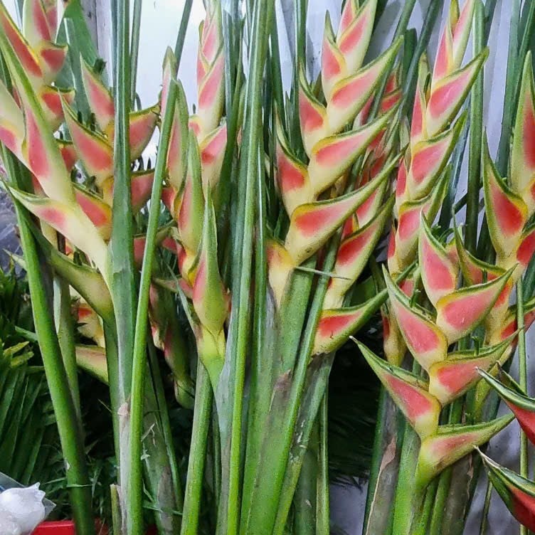 Hoa chuối én vàng (cành)