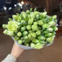 Cẩm chướng chùm Đà lạt - Xanh (20 cành)