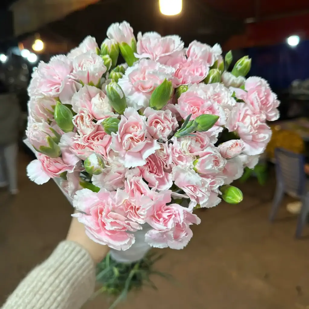 Cẩm chướng chùm Đà lạt - Hồng phớt (20 cành)