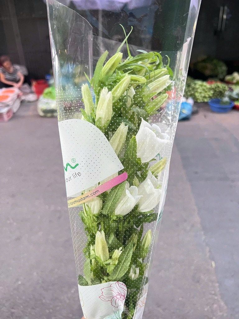 Hoa chuông trắng ( 10 cành)