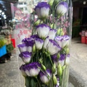 Cát Tường Tím (1kg)