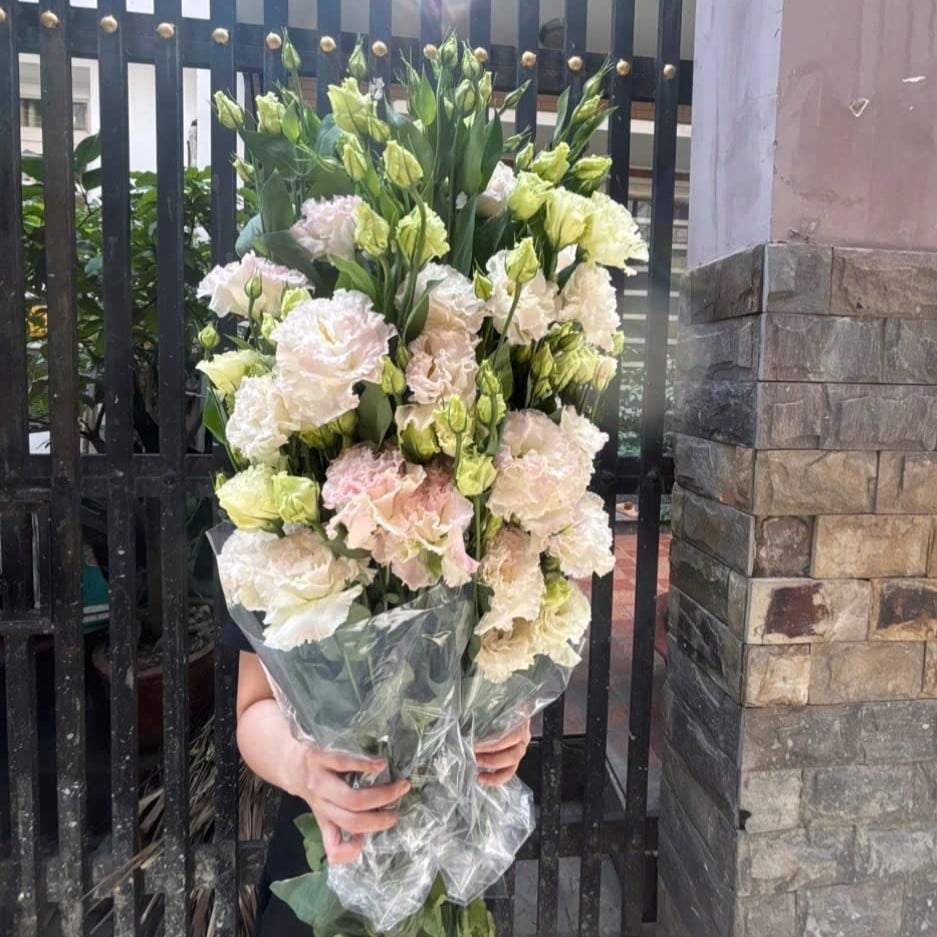 Cát Tường Xoăn phớt hồng (1kg)