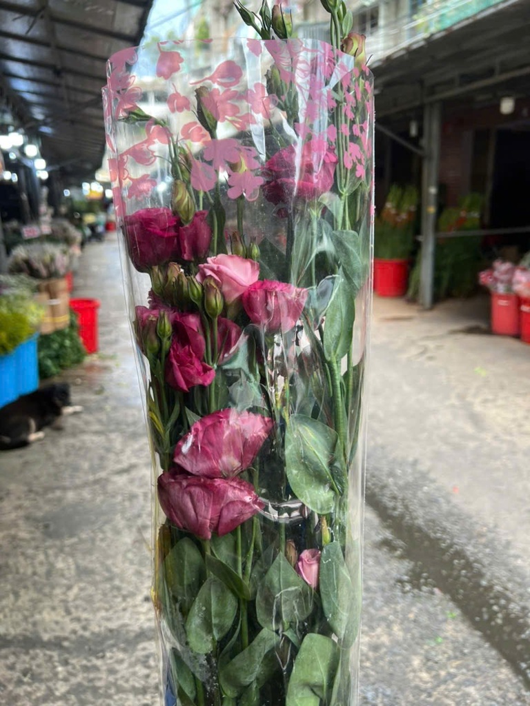 Cát Tường hồng đậm (hơi đỏ) (1kg)