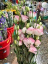 Cát Tường trắng viền hồng (1kg)