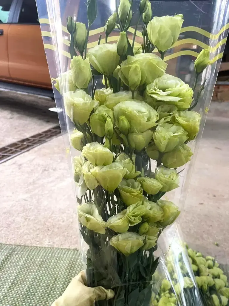 Cát Tường viền xanh bơ (1kg)