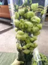 Cát Tường viền xanh bơ (1kg)