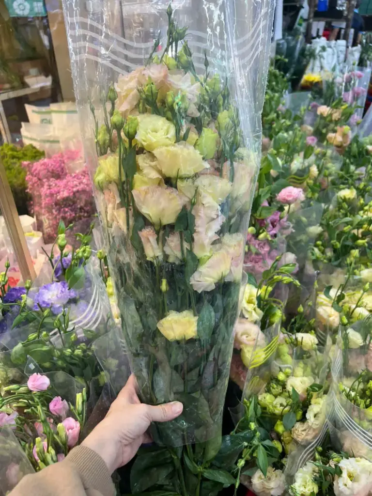 Cát Tường xoăn – kem (1kg)