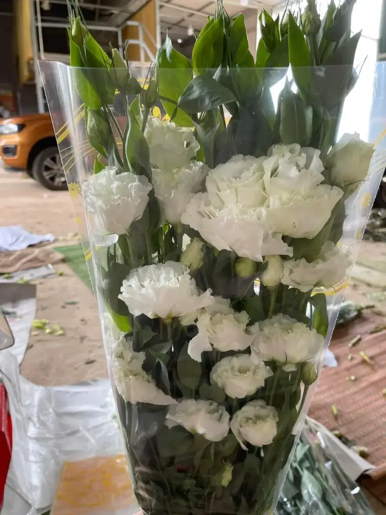 Cát Tường xoăn – trắng (1kg)