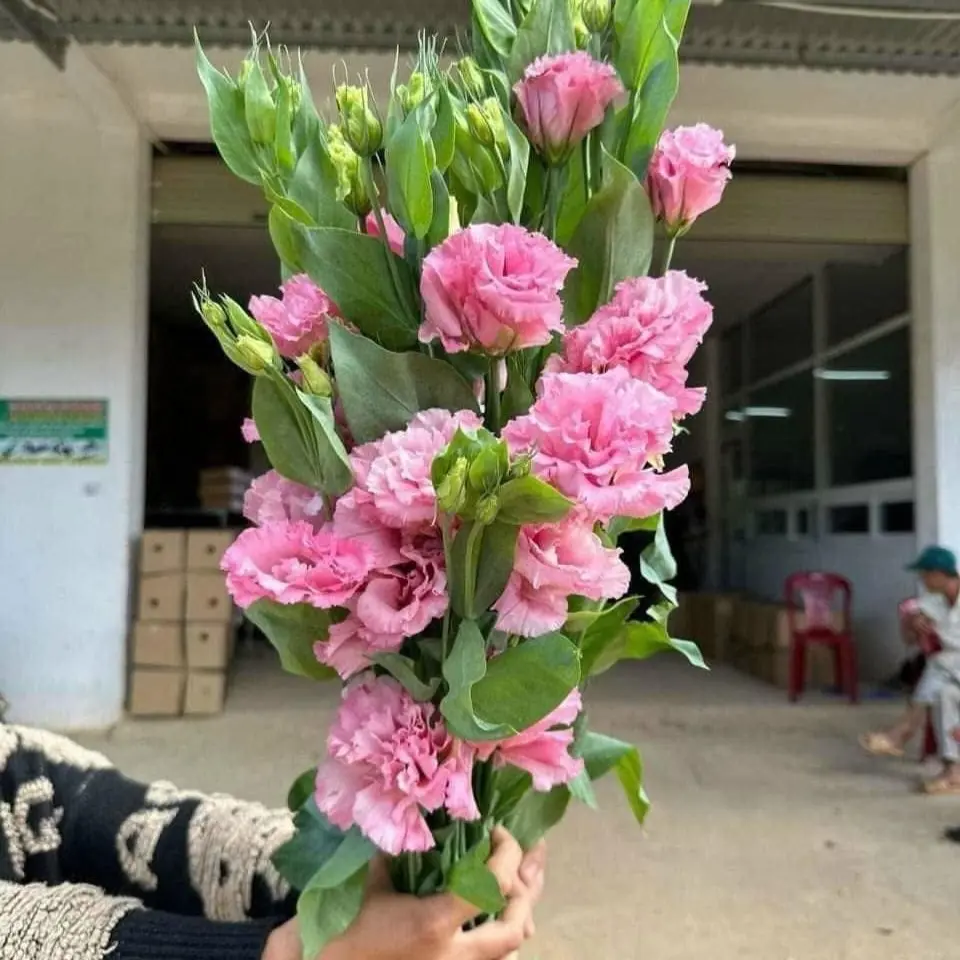 Cát tường xoăn - Hồng (1kg)
