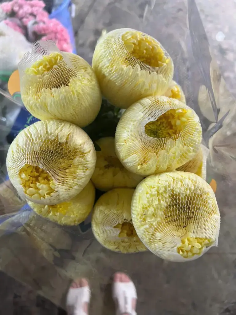 Cúc magnum vàng - hàng B (15 bông)