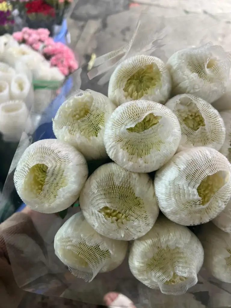 Cúc magnum trắng, hàng B (15 bông)