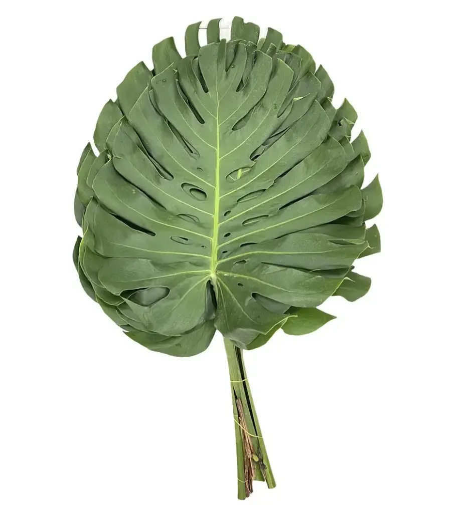 Lá trầu bà Nam mỹ trung (Bó 5 cành -30cm)