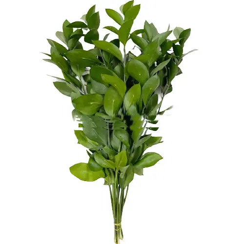 Lá chanh Lớn - A (bó 10 cành)