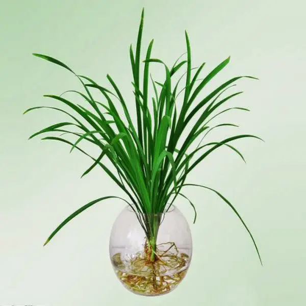 Cỏ lan chi sọc trắng (bó)