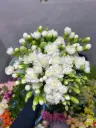 Cẩm chướng chùm trắng Đà lạt (20 cành) 