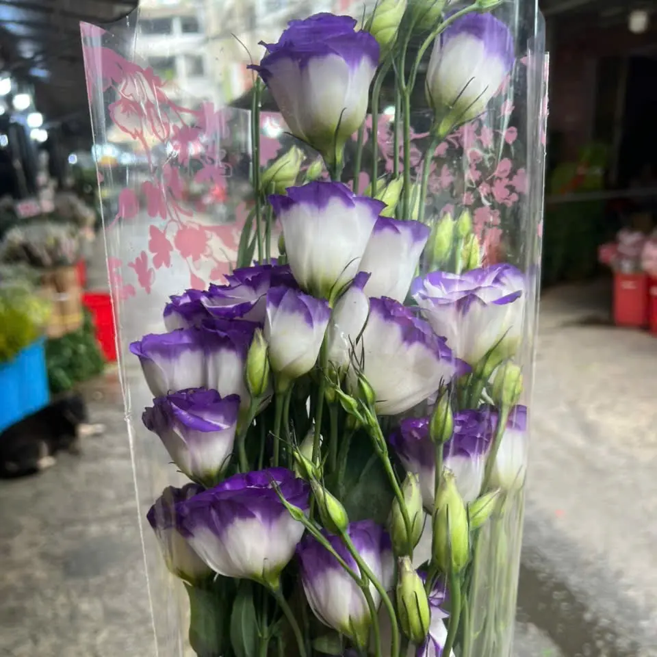 Cát Tường trắng viền tím (1kg)