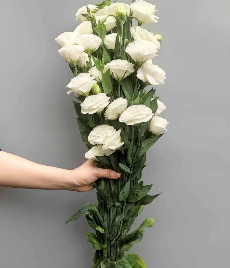Cát tường trắng (1kg)