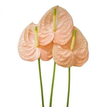 Hồng môn Hồng nhạt trung - B (bó 10 bông) (55-60cm) 