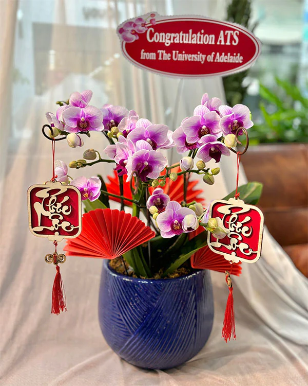 Chậu Lan Hồ Điệp Mini- LM001