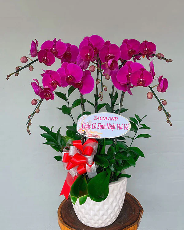 Chậu Lan Hồ Điệp Tím - LTH005