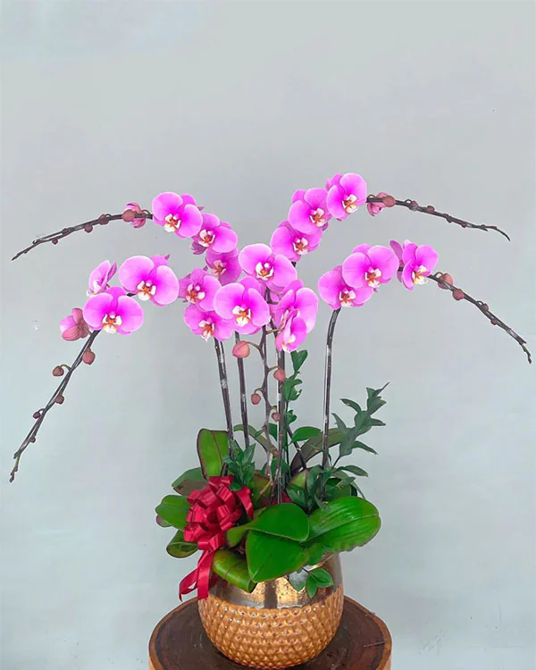 Chậu Lan Hồ Điệp Tím - LTH006