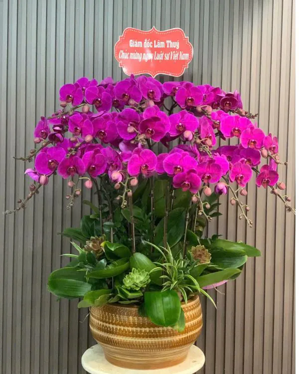 Chậu Lan Hồ Điệp Tím - LTH016
