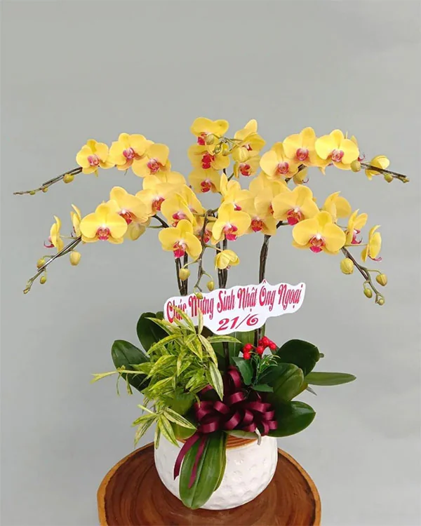 Chậu Lan Hồ Điệp 5 Cành - L5C014
