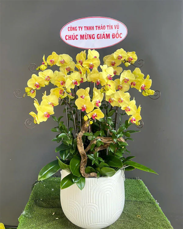 Chậu Lan Hồ Điệp 6-10 Cành -    L10C015