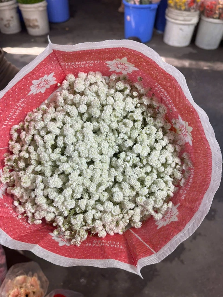 Hoa baby Trắng (tươi) - Bó 1kg