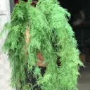 Lá kim thủy tùng 