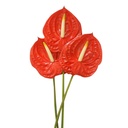 Hồng môn - Đỏ (10 bông)