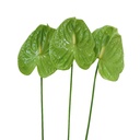 Hồng môn - Xanh lá (10 bông)