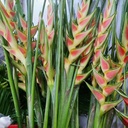 Hoa chuối én vàng (cành)