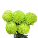 Cúc mẫu đơn xanh cốm (5 bông/bó)