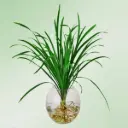 Cỏ lan chi sọc trắng (bó)