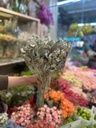 Tai lừa (bó 10 cành)